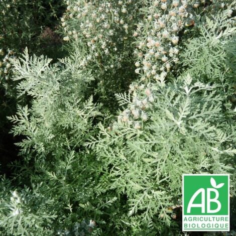 Absinthe romaine BIO