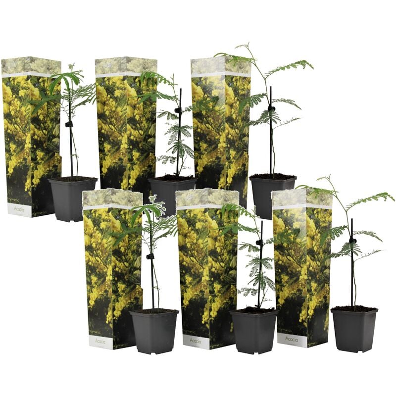 Plant In A Box - Acacia dealbata 'Mimosa' - Set de 6 - Pot 9cm - Hauteur 25-40cm - Jaune