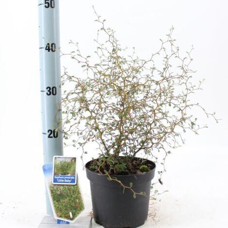 Acacia del Giappone "Sophora japonica" Sofora pianta in vaso 1 litro h. 1 metro circa
