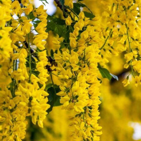Acacia jaune (Caragna arborescens)