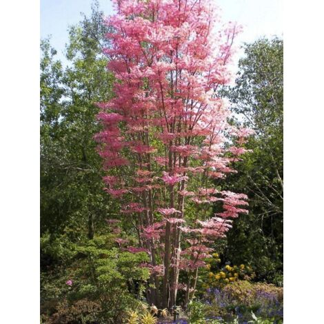 LE JARDIN DU PIC VERT Acajou de Chine 'Flamingo' Pot de 2L/3L