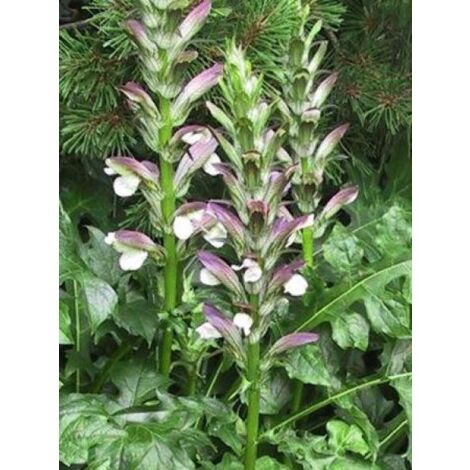Acanthe de Hongrie Godet de 8/9 cm