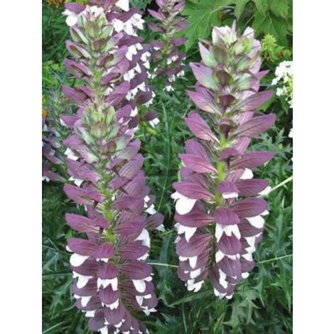 Acanthe de Hongrie 'White Lips' Godet de 8/9 cm