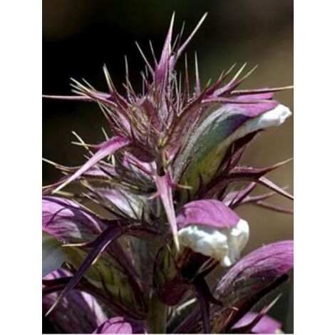 Acanthe épineuse Godet de 8/9 cm