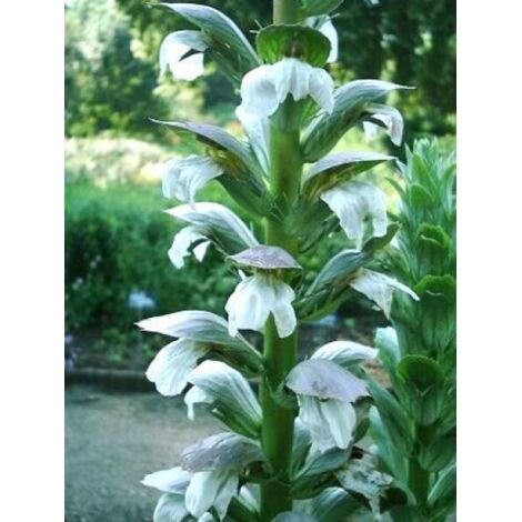 Acanthe mollis 'Jeff Albus' Godet de 8/9 cm