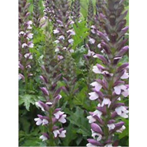 Acanthe 'Morning Candle' Godet de 8/9 cm