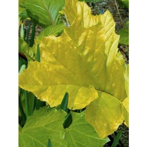 Acanthus mollis 'Hollard's Gold' Godet de 8/9 cm