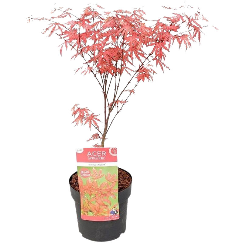 Bloomique - Acer 'Amagi Shigure' – Érable du Japon – Arbuste – Peu d'entretien – ⌀ 13cm - ↕ 25-35cm
