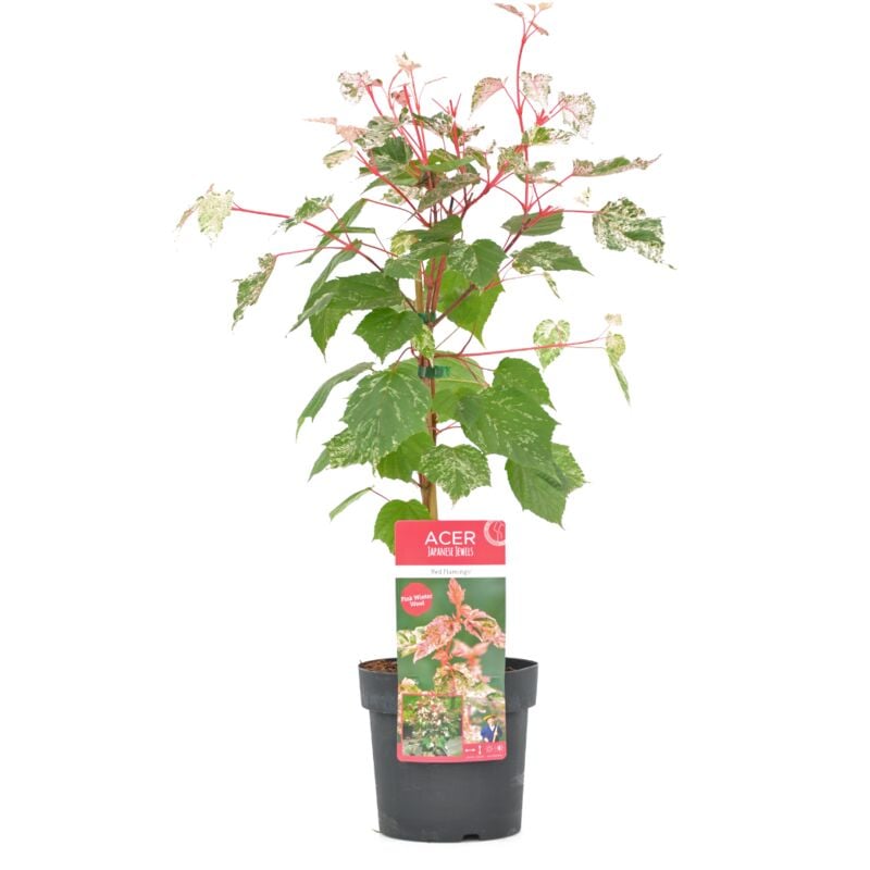 Plant In A Box - Acer conspicuum 'Red Flamingo' - Erable japonais - Pot 19cm - Hauteur 50-60cm - Vert