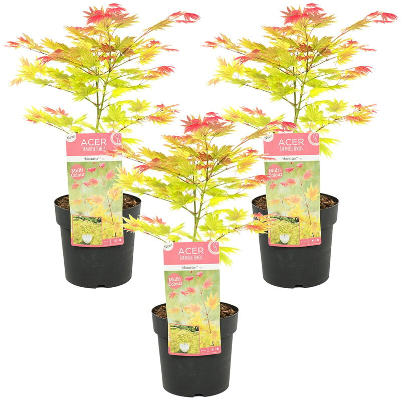 Bloomique - Acer 'Moonrise' - Érable du Japon - Arbuste - Rustique – ⌀13 cm - ↕30-35 cm