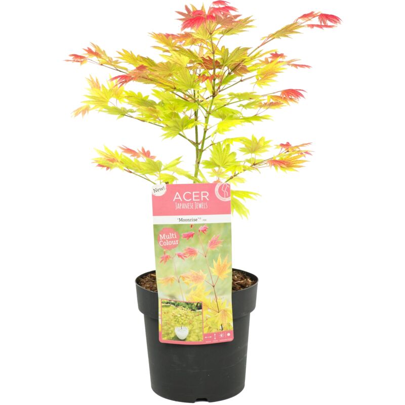 Acer Moonrise P15H35