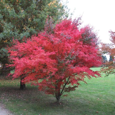 Acer palmatum &8220Atropurpureum&8221 - 20 - 40 cm
