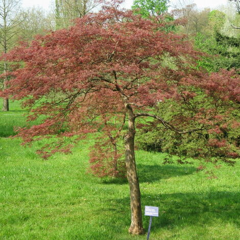 Acer palmatum &8220Dissectum Garnet&8221 - 60 - 80 cm