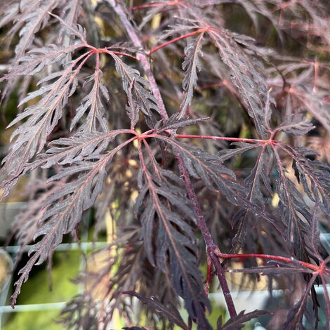 Acer palmatum &8220Dissectum Inaba-shidare&8221 - 80 - 100 cm
