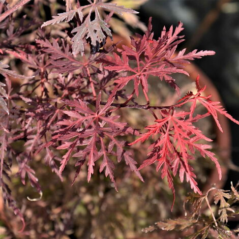 Acer palmatum &8220Dissectum Stella Rossa&8221 - 80 - 100 cm