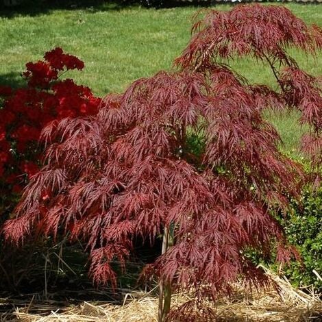 Acer palmatum &8220Red Pygmy&8221 - 100 - 120 cm