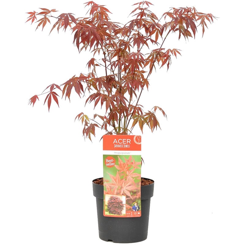 Bloomique - Acer palmatum 'Atropurpureum' - Érable du Japon - Arbuste - Rustique – ⌀19 cm - ↕55-65 cm