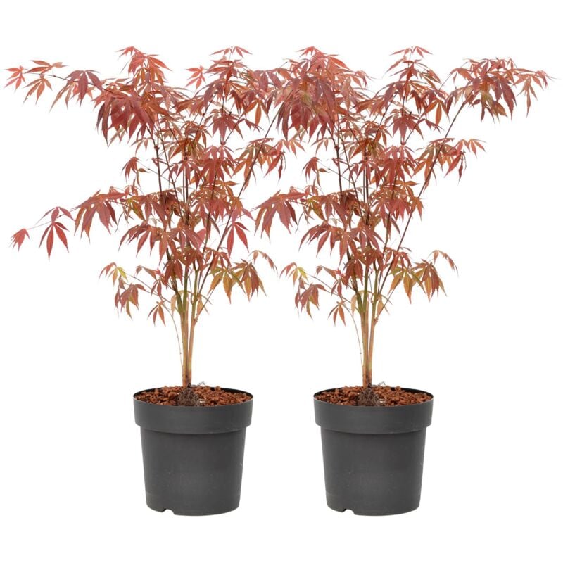 Plant In A Box - rable du Japon - Set de 2 - Acer palmatum 'Atropurpureum' - H60-70cm - ⌀19cm