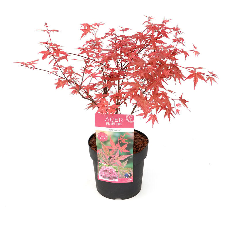 Plant In A Box - Acer palmatum 'Beni Maiko' - Érable japonais - Pot 19cm - Hauteur 60-70cm - Vert