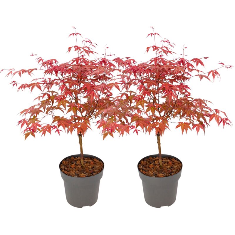 Plant In A Box - rable du Japon - Set de 2 - Acer palmatum 'Beni Maiko' - H60-70cm - ⌀19cm