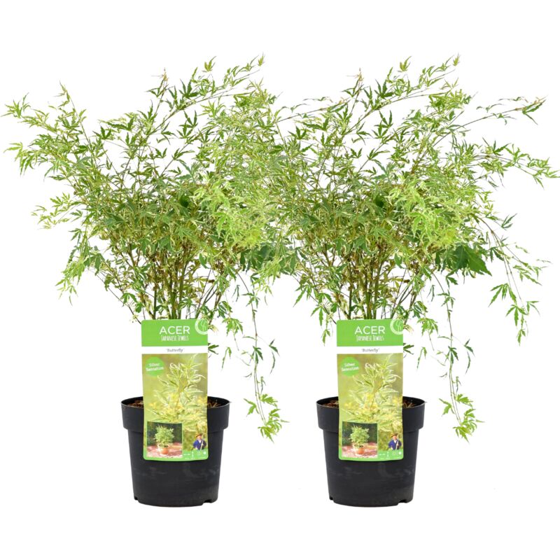 Plant In A Box - Acer palmatum 'Papillon' -Erable japonais -Lot de 2 - Pot 19cm -Hauteur 50-60cm - Vert