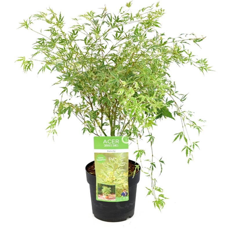 Plant In A Box - Acer palmatum 'Papillon' - Erable japonais - Pot 19cm - Hauteur 50-60cm - Vert