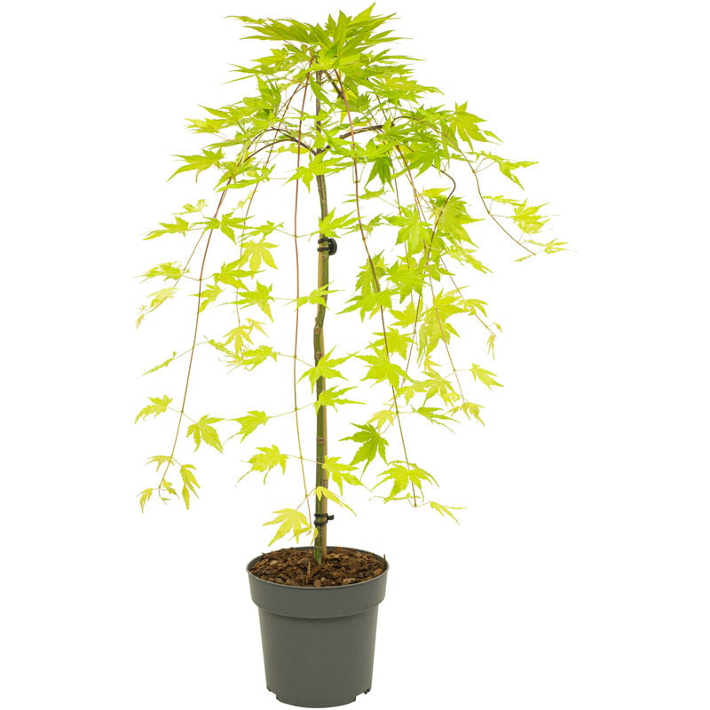 Plant In A Box - Acer palmatum 'Cascade Gold' - Erable japonais - Hauteur 80-90cm - Pot 19cm - Vert