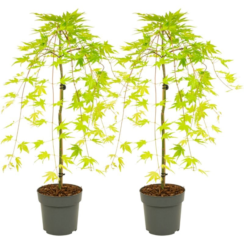 Plant In A Box - Acer palmatum 'Cascade Gold' - x2 - Erable japonais - Hauteur 80-90cm - Pot 19cm - Vert