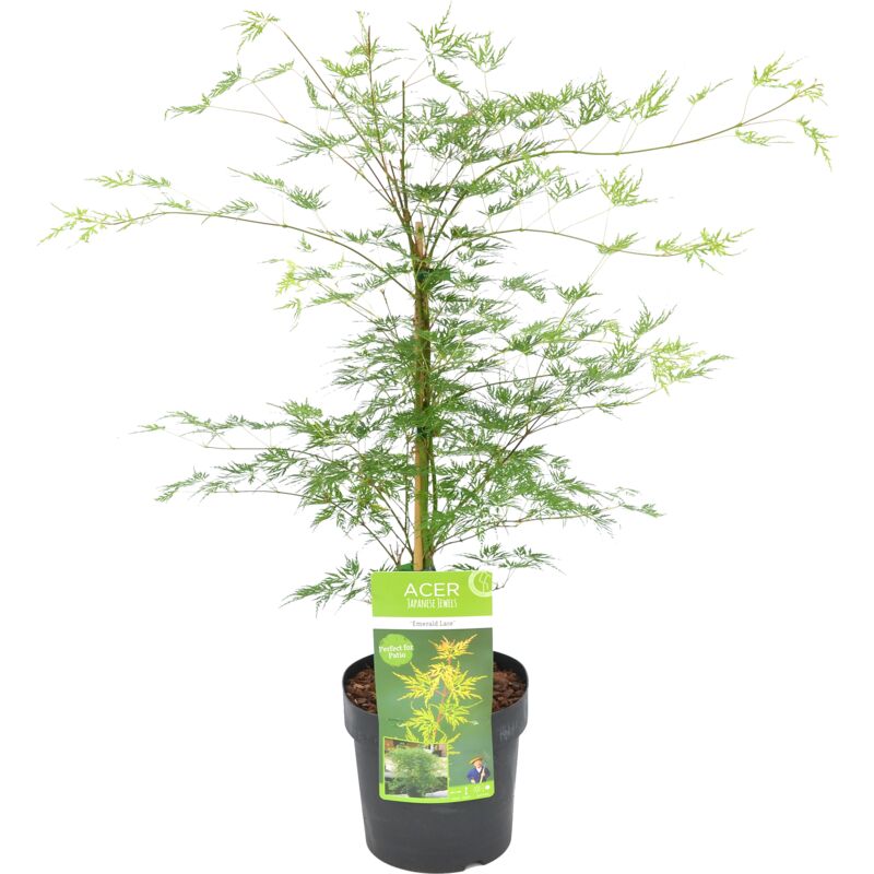 Acer Emerald Lace P19H70