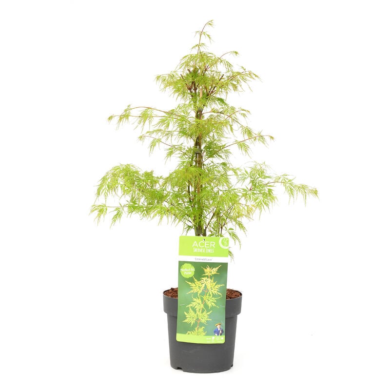 Acer palmatum 'Emerald Lace' - Érable japonais - Pot 19cm - Hauteur 60-70cm - Vert