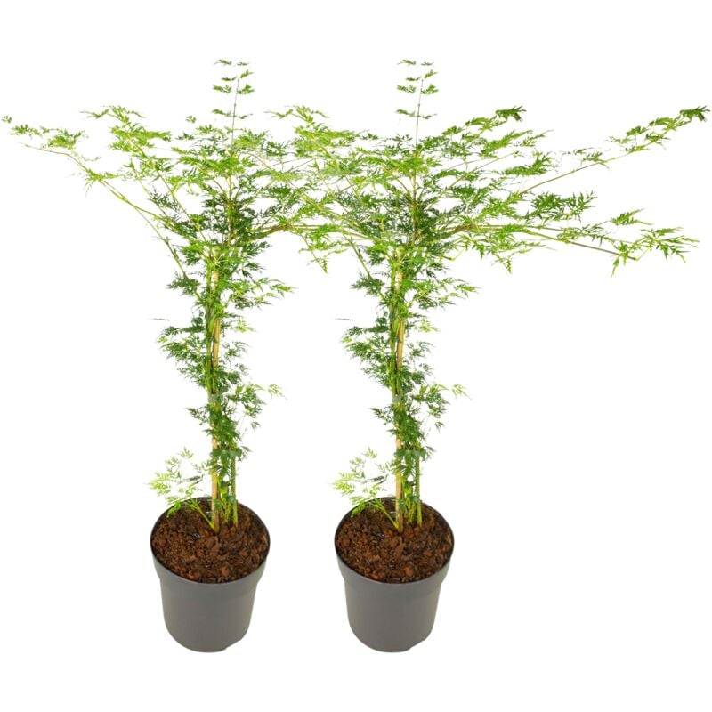 Rable du Japon - Set de 2 - Acer palmatum 'Emerald Lace' - H60-70cm - ⌀19cm