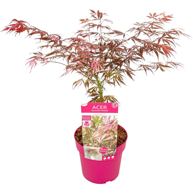 Plant In A Box - Acer palmatum 'Extravaganza' - Erable japonais - Pot 19cm - Hauteur 50-60cm - Vert