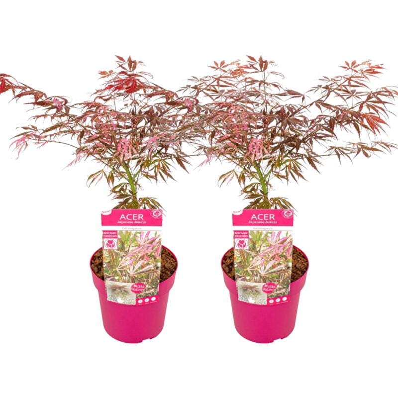Plant In A Box - Acer palmatum 'Extravaganza' - Erable - Lot de 2 - Pot 19cm - Hauteur 50-60cm - Vert