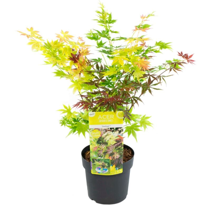 Plant In A Box - Acer palmatum 'Festival' - Érable japonais - Pot 19cm - Hauteur 60-70cm - Vert