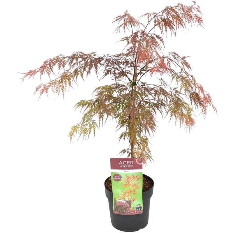 Bloomique - Acer palmatum 'Garnet' – Érable du Japon – Arbuste - Rustique – ⌀19 cm - ↕50-60 cm