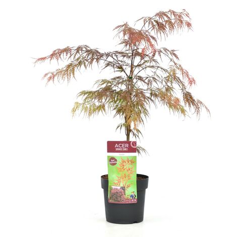 Acer palmatum 'Garnet' - Érable du Japon - Pot 19cm - Hauteur 60-70cm - Vert