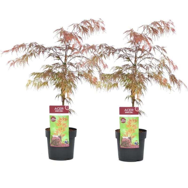 Plant In A Box - Acer palmatum 'Garnet' - Set de 2 - Erable japonais - Pot 19cm - Hauteur 60-70cm - Vert