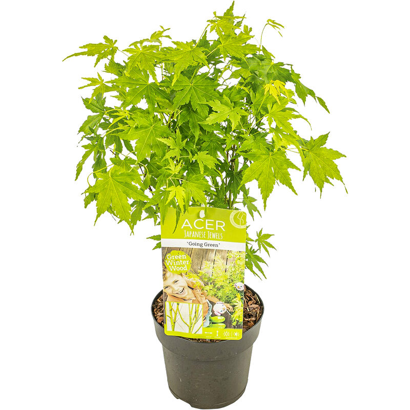 Acer Going Green P15H40