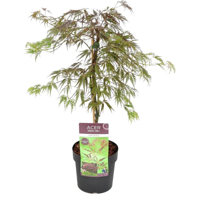 Plant In A Box - Acer palmatum 'Inaba-shidare' - Érable japonais - Pot 13cm - Hauteur 30-40cm - Vert