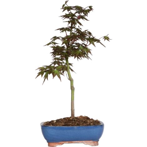 Acer Palmatum Katsura - Bonsai di Acero Giapponese - H 45-50 cm Vaso Ø 21 cm