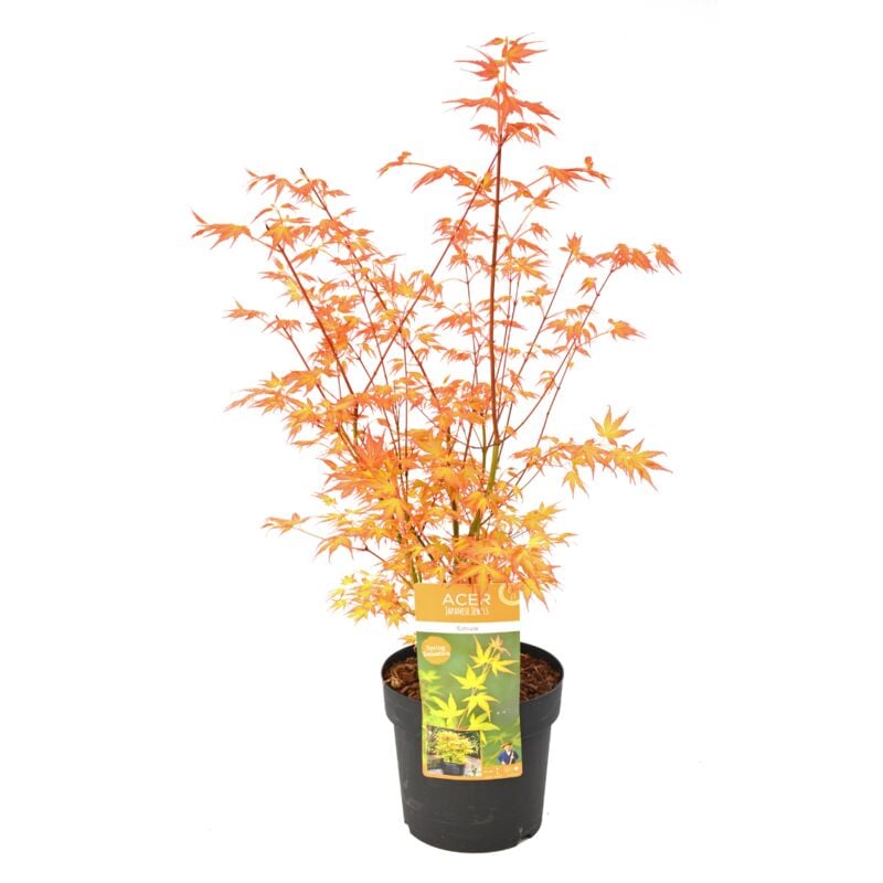 Acer palmatum 'Katsura' - Erable japonais - Pot 19cm - Hauteur 60-70cm - Vert