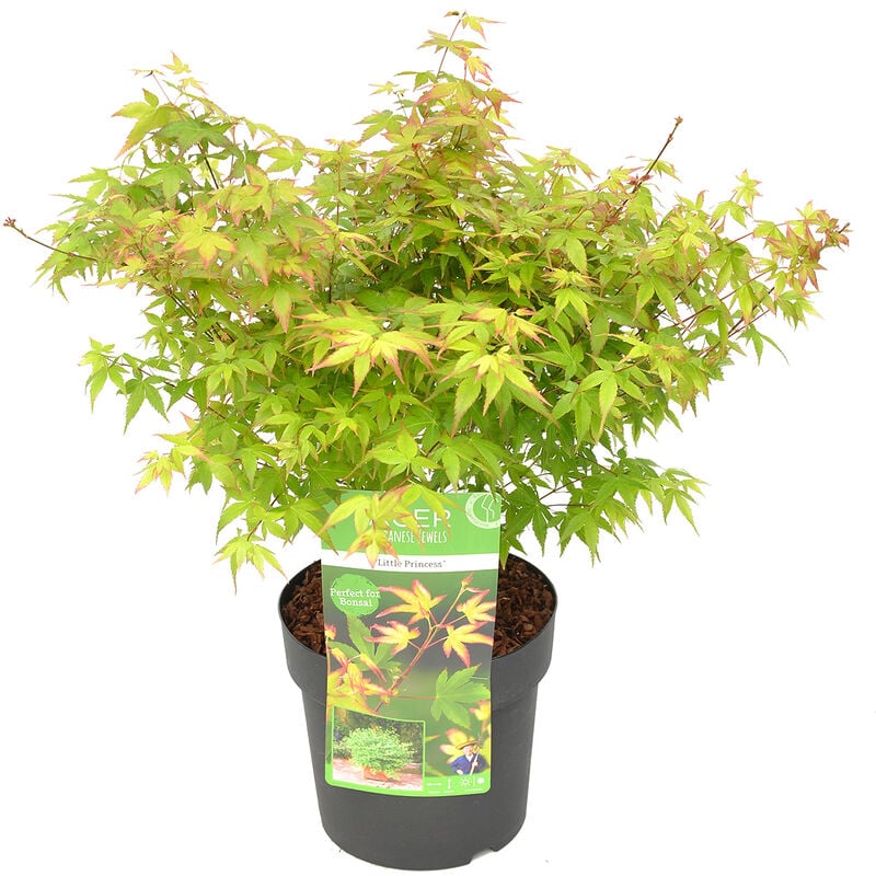 Bloomique - Acer palmatum 'Little Princess' – Érable du Japon – Arbuste - Rustique – ⌀19 cm - ↕40-50 cm