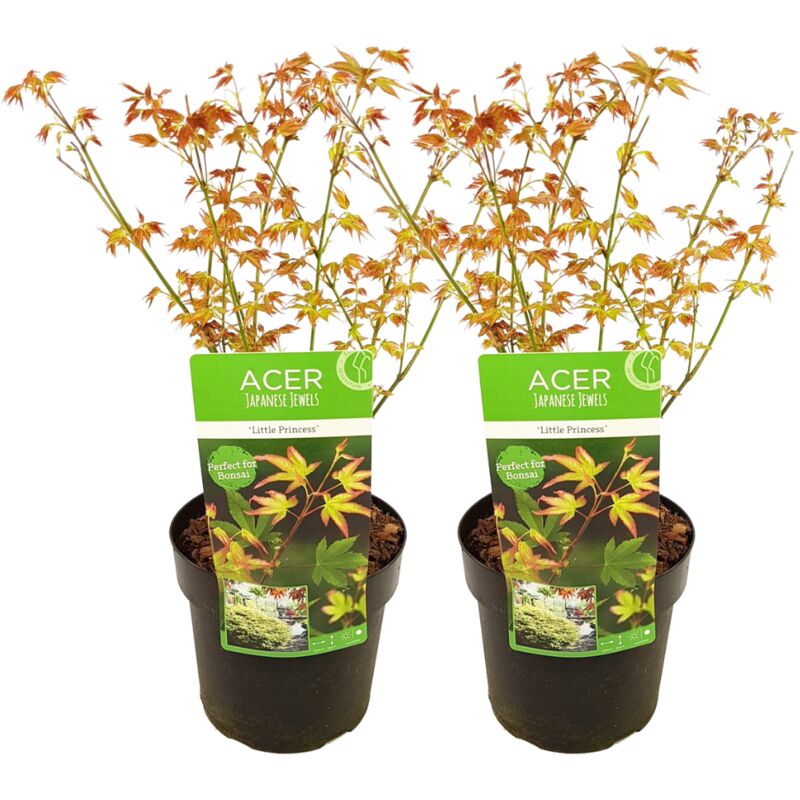 Plant In A Box - Acer palmatum 'Petite princesse' - Lot de 2 - Erable - ⌀19cm - Hauteur 45-55cm - Vert