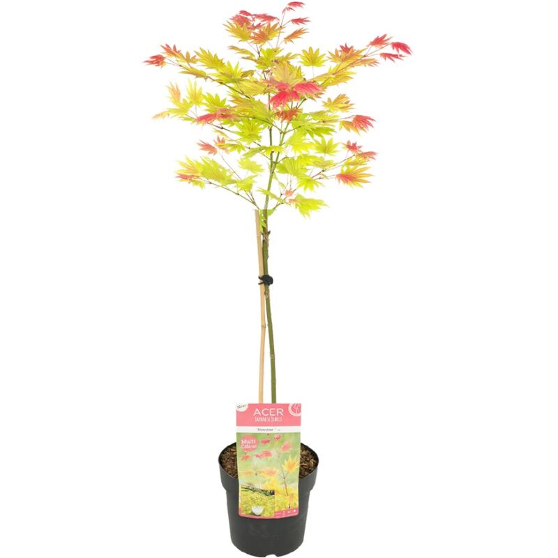 Plant In A Box - Acer palmatum 'Lever de lune' - Érable japonais - Pot 19cm - Hauteur 80-90cm - Vert