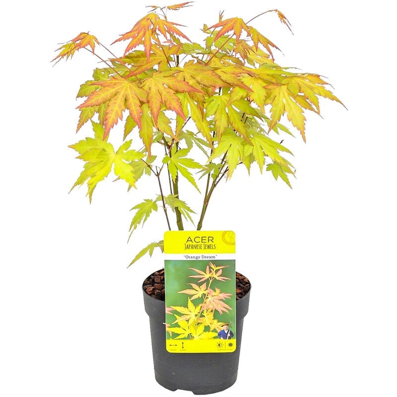 Bloomique - Acer palmatum 'Orange Dream' - Érable du Japon - Arbuste - Rustique - ⌀10.5 cm - ↕25-30 cm