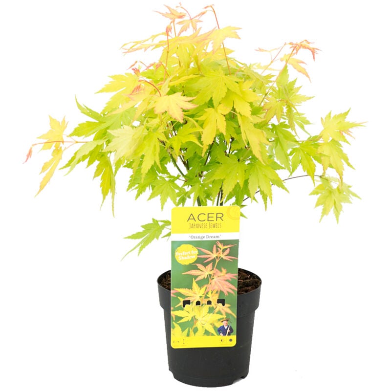 Bloomique - Acer palmatum 'Orange Dream' - Érable du Japon - Arbuste - Rustique - ⌀13 cm - ↕30-35 cm - Orange