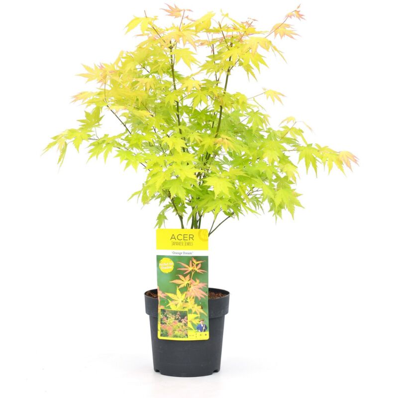 Plant In A Box - Acer 'Orange Dream' - Érable du Japon - Pot 19cm - Hauteur 60-70cm - Vert