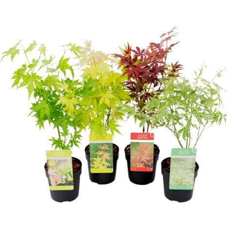 PLANT IN A BOX Acer palmatum - Set de 4 - Erable du Japon - ⌀10,5cm - Hauteur 25-40cm