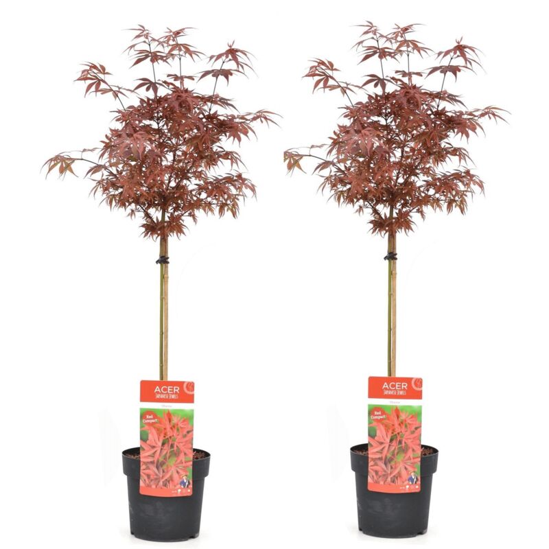 Plant In A Box - Acer palmatum 'Shaina' - Set de 2 - Érable japonais - Pot 19cm - Hauteur 80-90cm - Vert