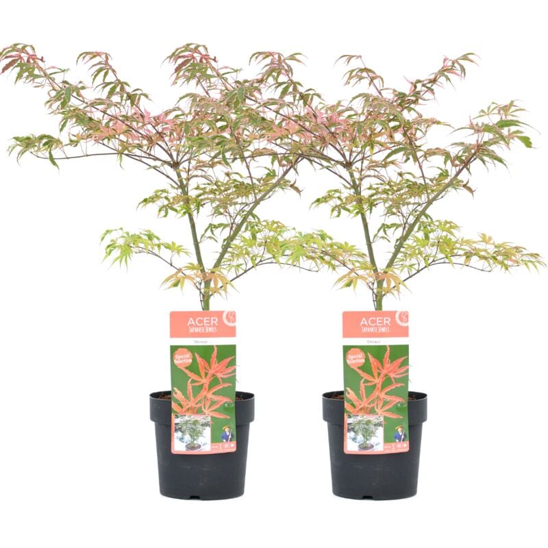 Plant In A Box - Acer palmatum 'Shirazz' - 2x - Erable japonais - Pot 19cm - Hauteur 50-60cm - Vert